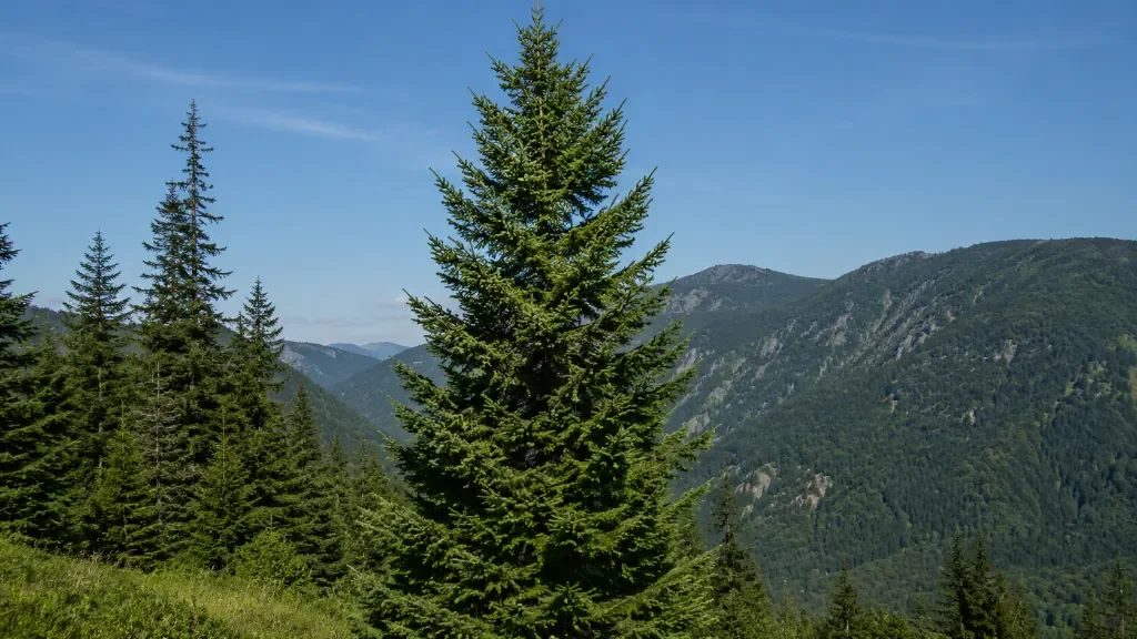 daglezja zielona