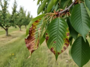 Ręce ogrodnika wysiewające drobne nasiona do doniczek zimą; w tle ośnieżony ogród i młode siewki na parapecie
