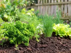 Dereń biały o czerwonych pędach i zielonych liściach w ogrodzie, prezentujący naturalny pokrój krzewu.